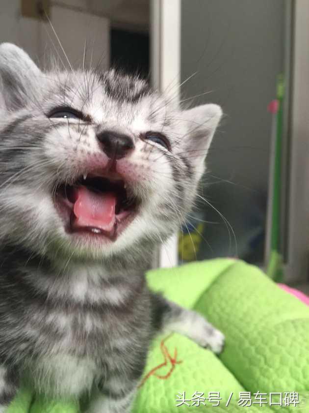 2017速腾车主的真实感受,2020款速腾车主