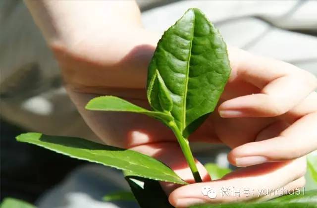 为何说大红袍是“乞丐的外表，皇帝的身价，菩萨的心肠”？