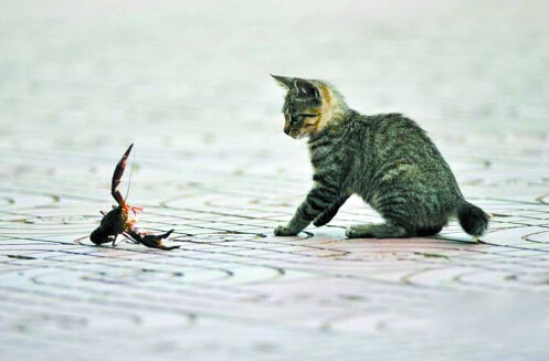 猫咪和小龙虾,猫和小龙虾之间的对决