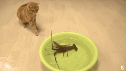 猫咪和小龙虾,猫和小龙虾之间的对决