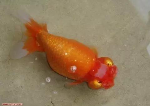 金鱼叫望天是什么鱼,望天金鱼纪录片