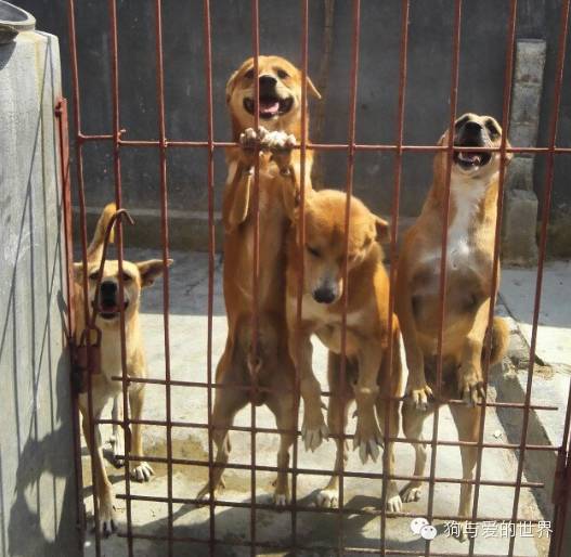 他们是最可爱的人文章700字 (他们是最可爱的人英语)