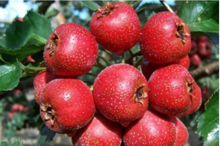 老人酸味食品有哪些,老年人开胃食品