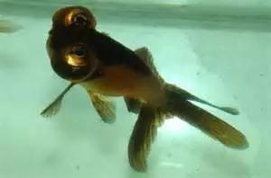 金鱼叫望天是什么鱼,望天金鱼纪录片