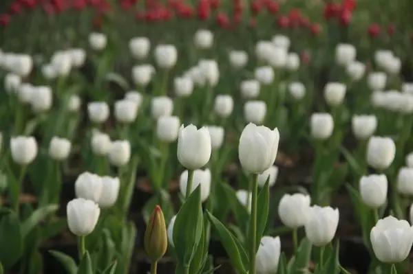 从东莞出发,不到两小时,就能够感受到靓爆灯的童话世界！