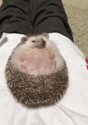 四脚朝天的刺猬,小刺猬四脚朝天躺在林间野道上