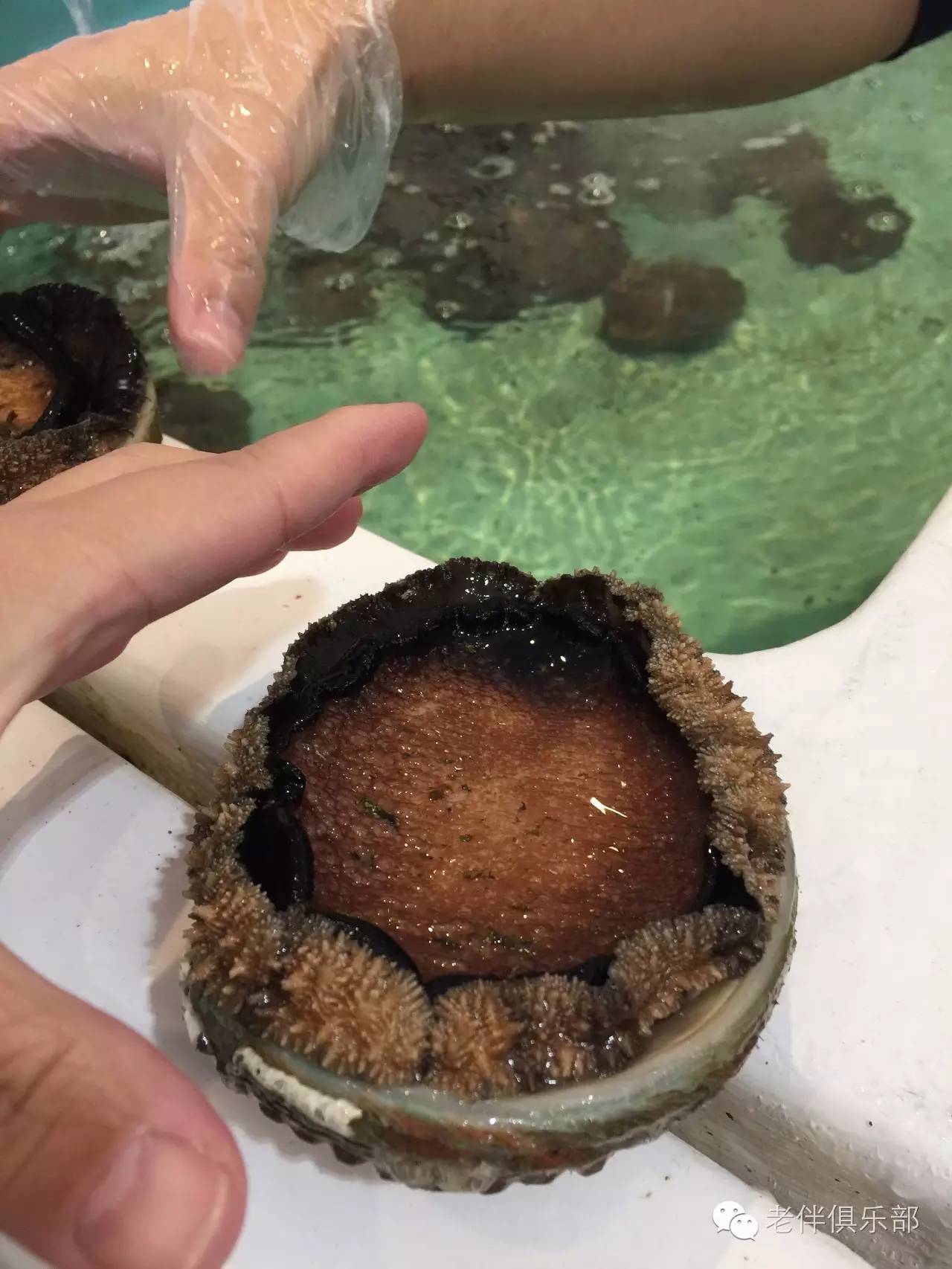 老伴自驾游好不好,6旬夫妻游欧洲