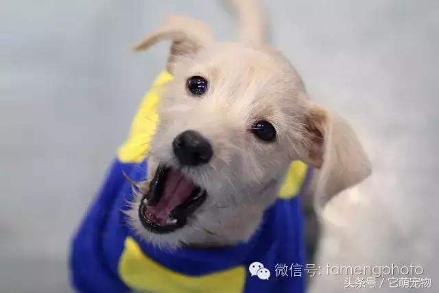 苏州宠物展观展,2019华东宠物展苏州