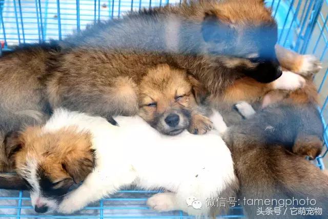 苏州宠物展观展,2019华东宠物展苏州