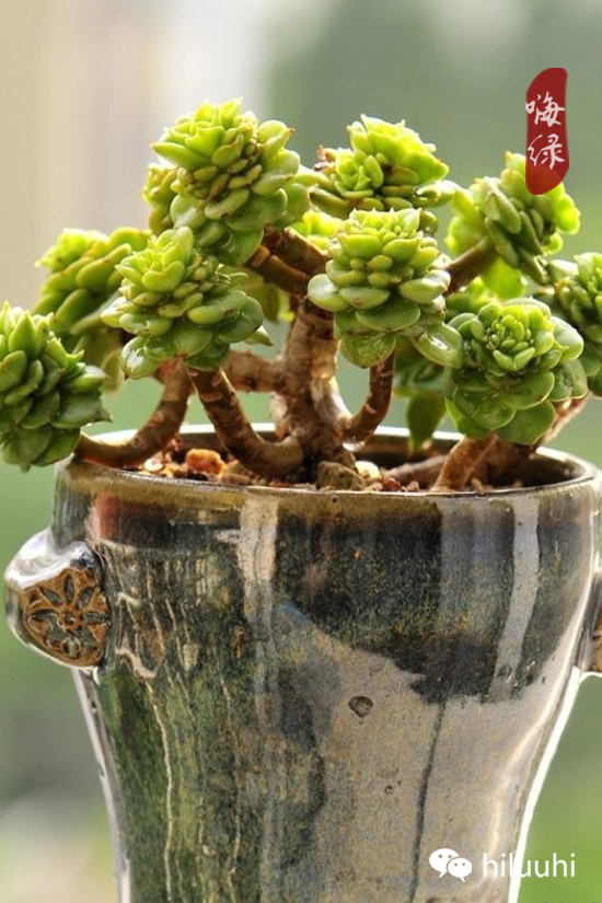 怎么能够这么美图片,漂亮韩国多肉