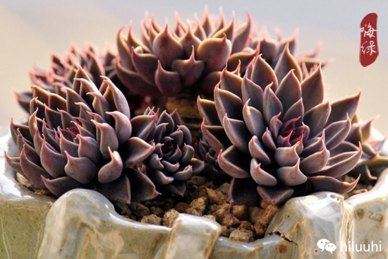 怎么能够这么美图片,漂亮韩国多肉