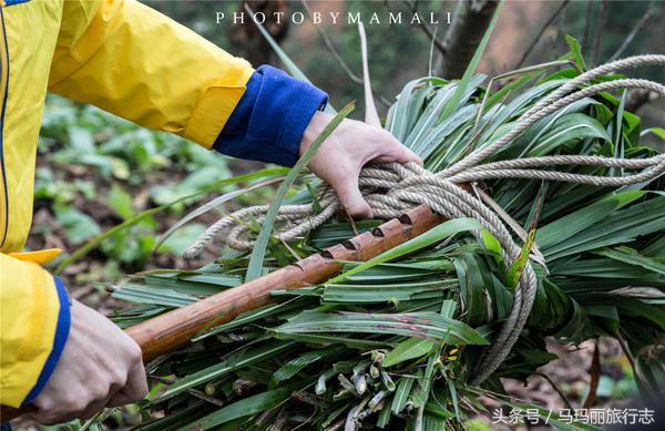 上山割茅草编茅草筐,农村割草竹筐手工编织教程