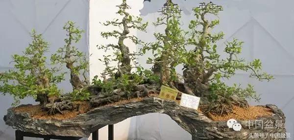 枸杞树桩盆景如何造型,紫薇盆景树桩造型图片