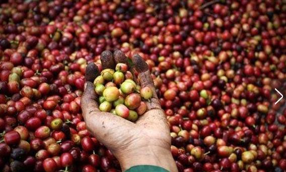 世界顶级咖啡猫屎咖啡,最贵猫屎咖啡10万