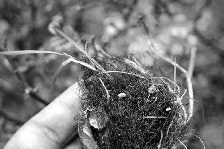 只有新疆人才能看懂的视频,只有1%的人才能看懂的东西