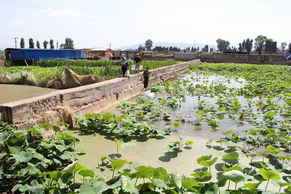 鱼缸种藕养泥鳅,种藕养泥鳅