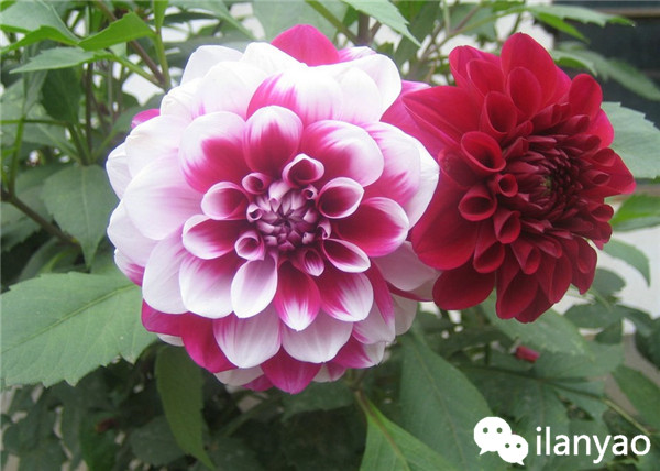 大丽花养殖方法之安全越冬攻略