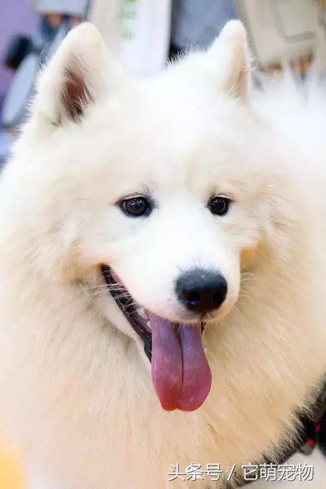 苏州宠物展观展,2019华东宠物展苏州