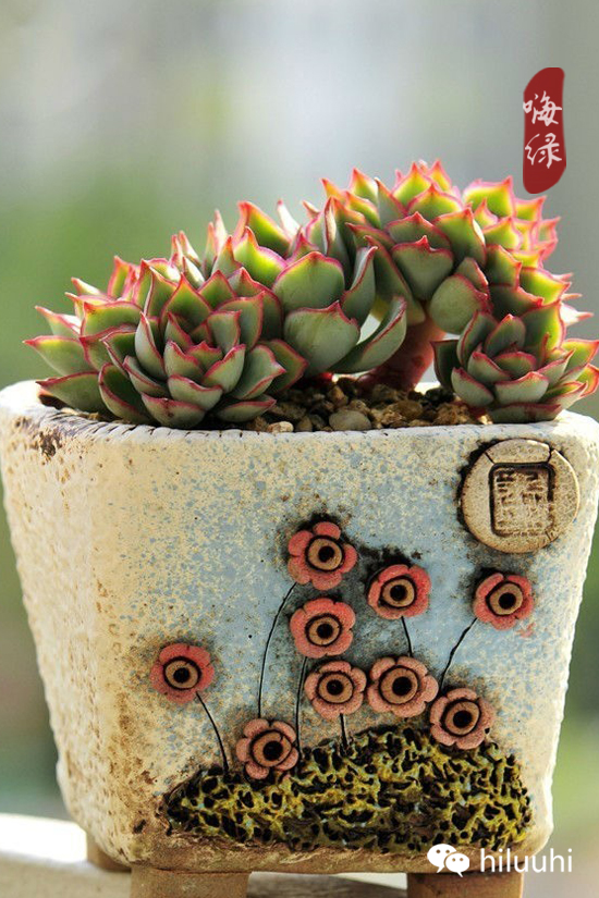 怎么能够这么美图片,漂亮韩国多肉