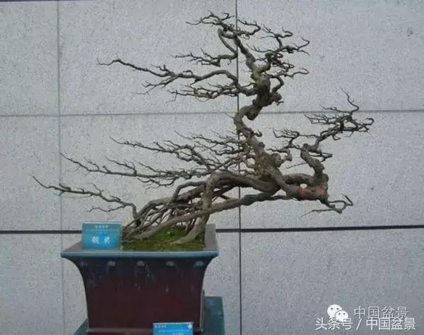 枸杞树桩盆景如何造型,紫薇盆景树桩造型图片
