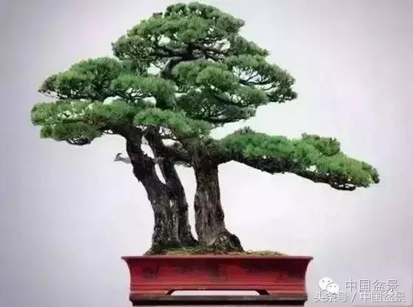 枸杞树桩盆景如何造型,紫薇盆景树桩造型图片