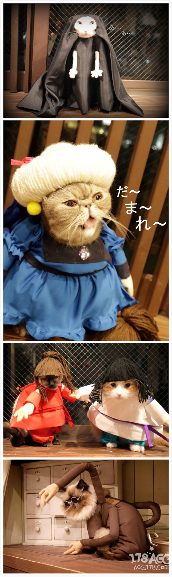 可爱小橘猫cos (无毛猫cos比鲁斯猫图片)