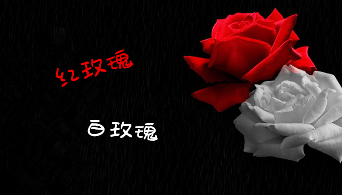 你是他的红玫瑰，还是白玫瑰？