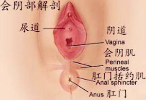 会阴切开术,会阴切开术指征是什么