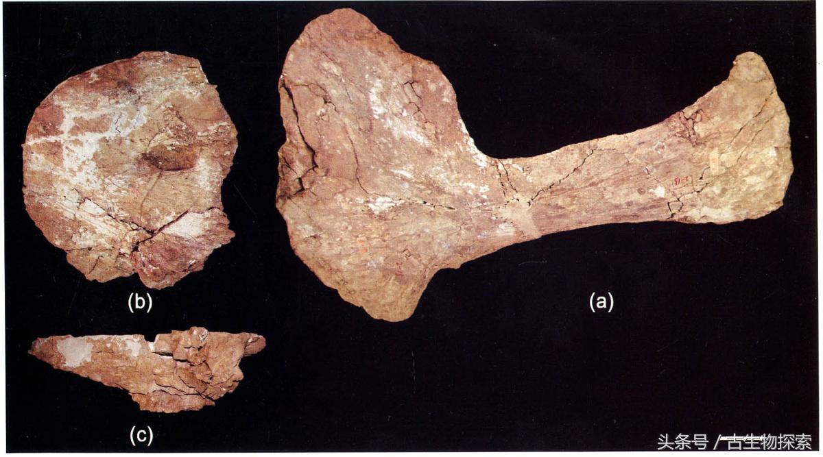 恐龙黄河巨龙,史前中国十大恐龙