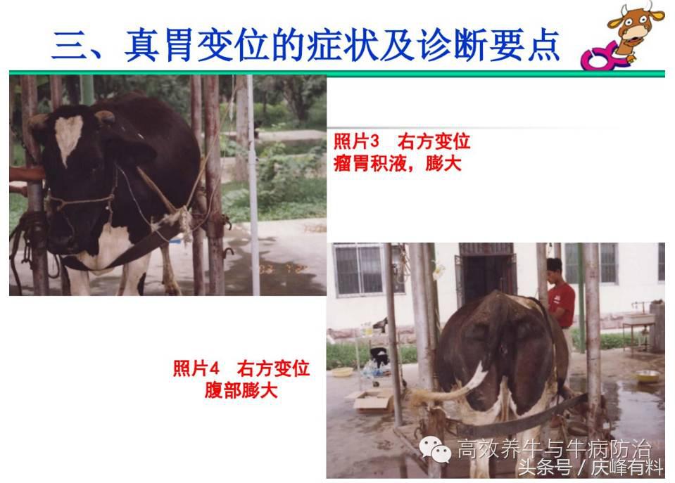 奶牛真胃扩张的症状治疗方法,奶牛皱胃左方变位治疗方法