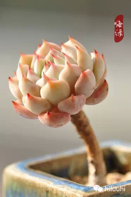 怎么能够这么美图片,漂亮韩国多肉