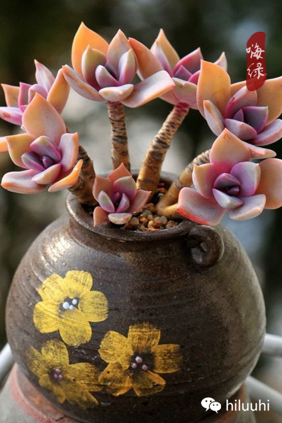 怎么能够这么美图片,漂亮韩国多肉