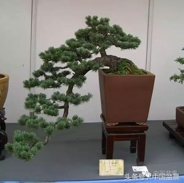 枸杞树桩盆景如何造型,紫薇盆景树桩造型图片