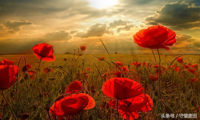 梦里花落知多少全文,梦里花落知多少