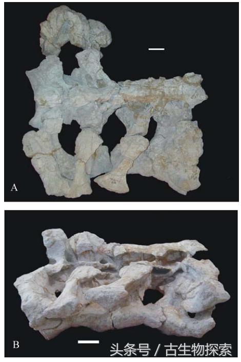 恐龙黄河巨龙,史前中国十大恐龙