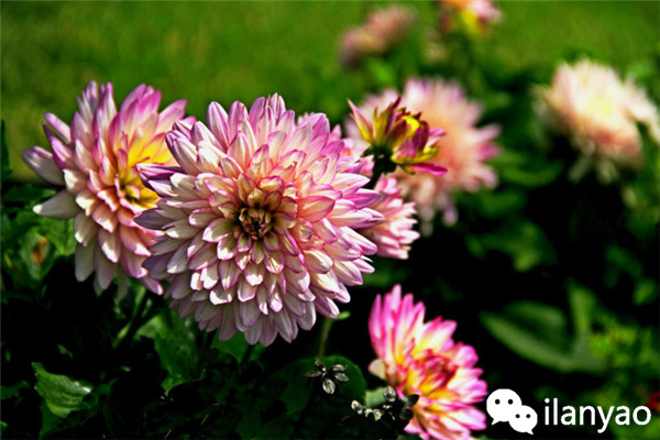 大丽花养殖方法之安全越冬攻略