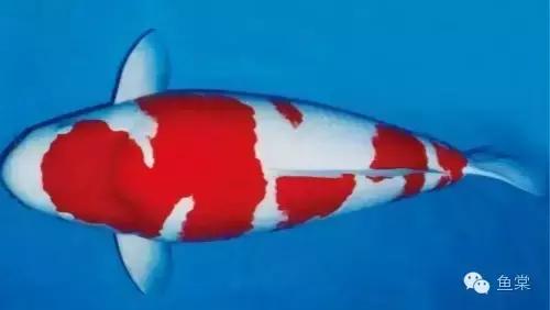 选锦鲤必须具备几个条件,挑选红白锦鲤你必须留意七个要点