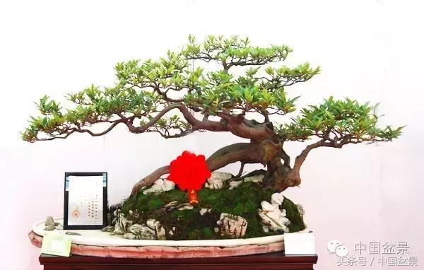 枸杞树桩盆景如何造型,紫薇盆景树桩造型图片