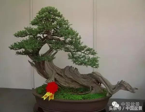 枸杞树桩盆景如何造型,紫薇盆景树桩造型图片