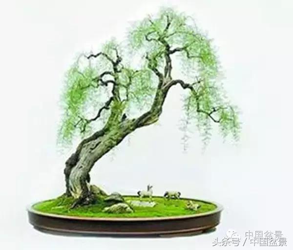 枸杞树桩盆景如何造型,紫薇盆景树桩造型图片