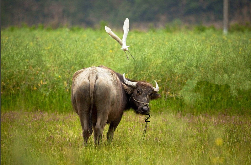 十二生肖猜成语谜语大全及答案,谜语答案十二生肖谁跑的最快