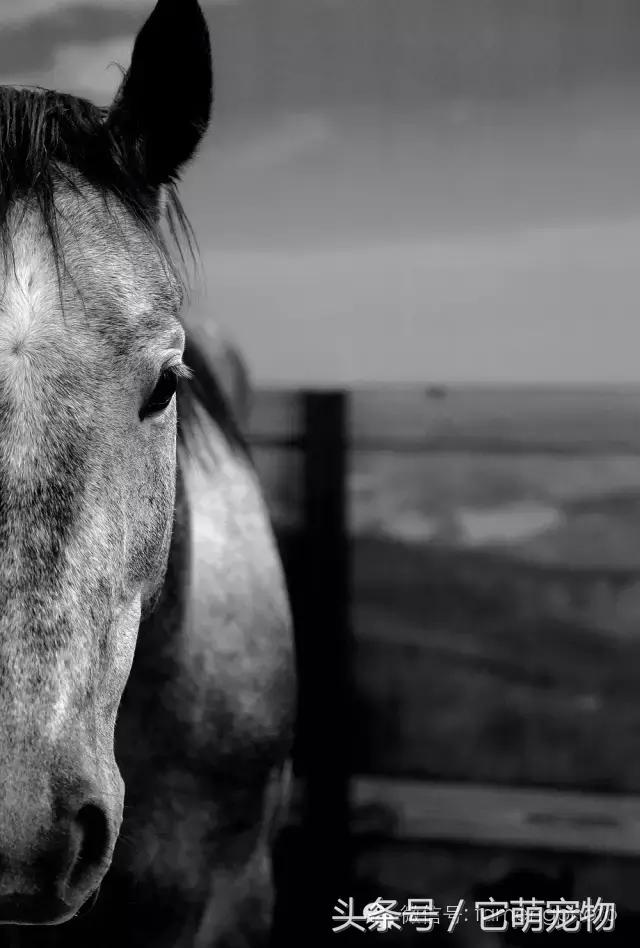 苏州宠物展观展,2019华东宠物展苏州