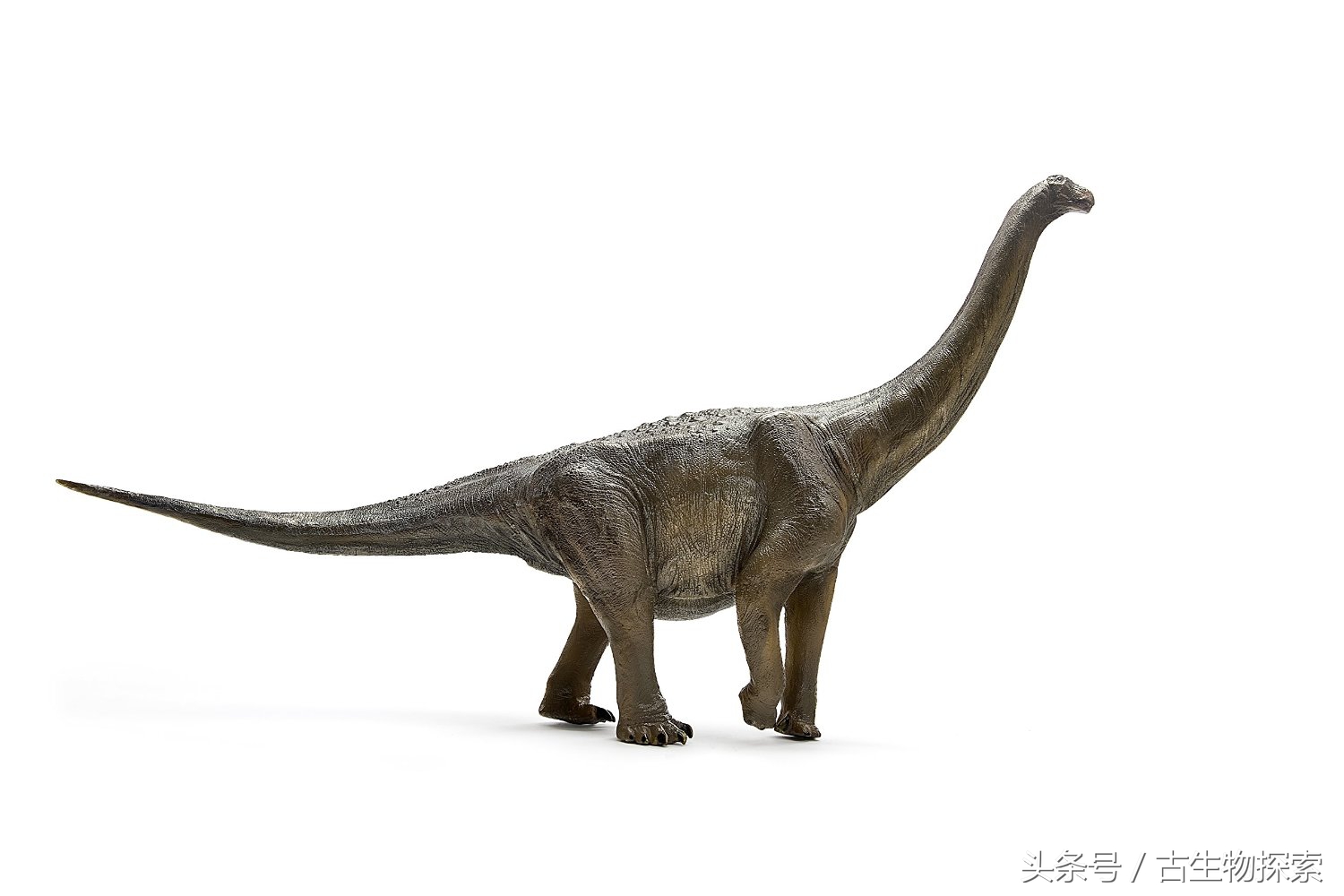 恐龙黄河巨龙,史前中国十大恐龙