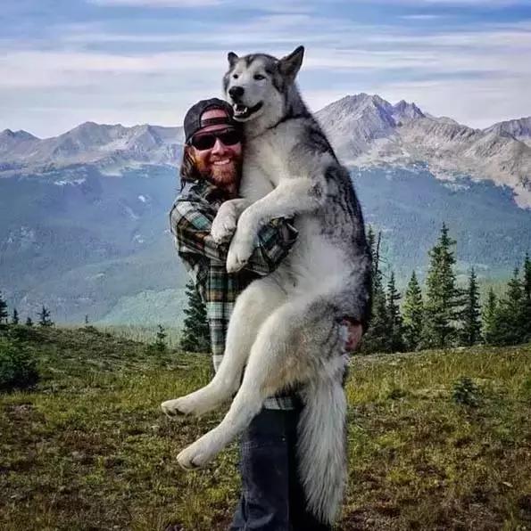 狗狗出行需要带什么,带狗狗遛弯有什么需要注意的