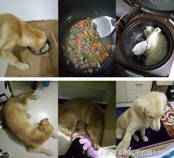 被领养的金毛躲在小角落里,被金毛尾随回家里