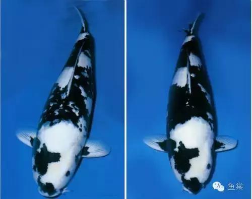 选锦鲤必须具备几个条件,挑选红白锦鲤你必须留意七个要点