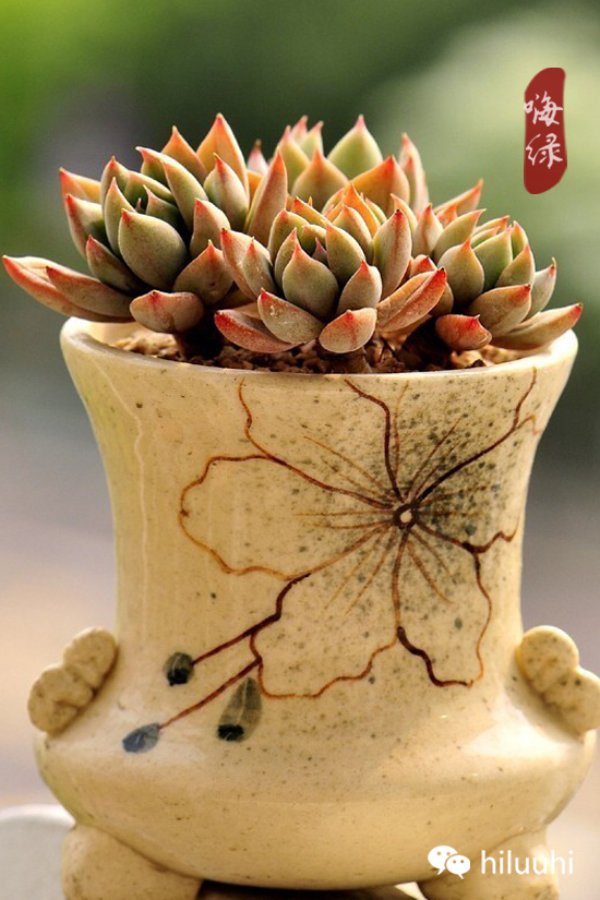 怎么能够这么美图片,漂亮韩国多肉