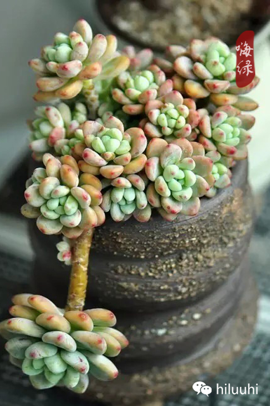 怎么能够这么美图片,漂亮韩国多肉