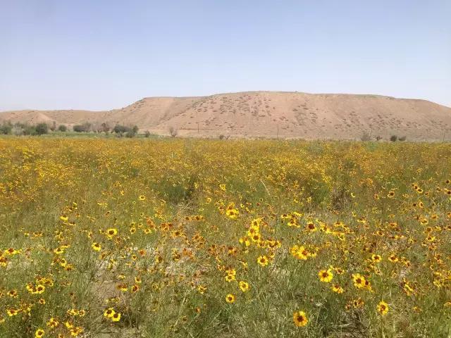 枸杞配菊花的功效什么季节用,黄芪枸杞菊花的功效功能