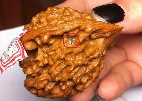 文玩核桃底部有虫眼怎么办,文玩核桃有虫眼什么样